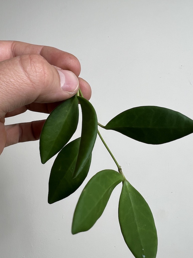Hoya Burtoniae | Sadzonka Cięta