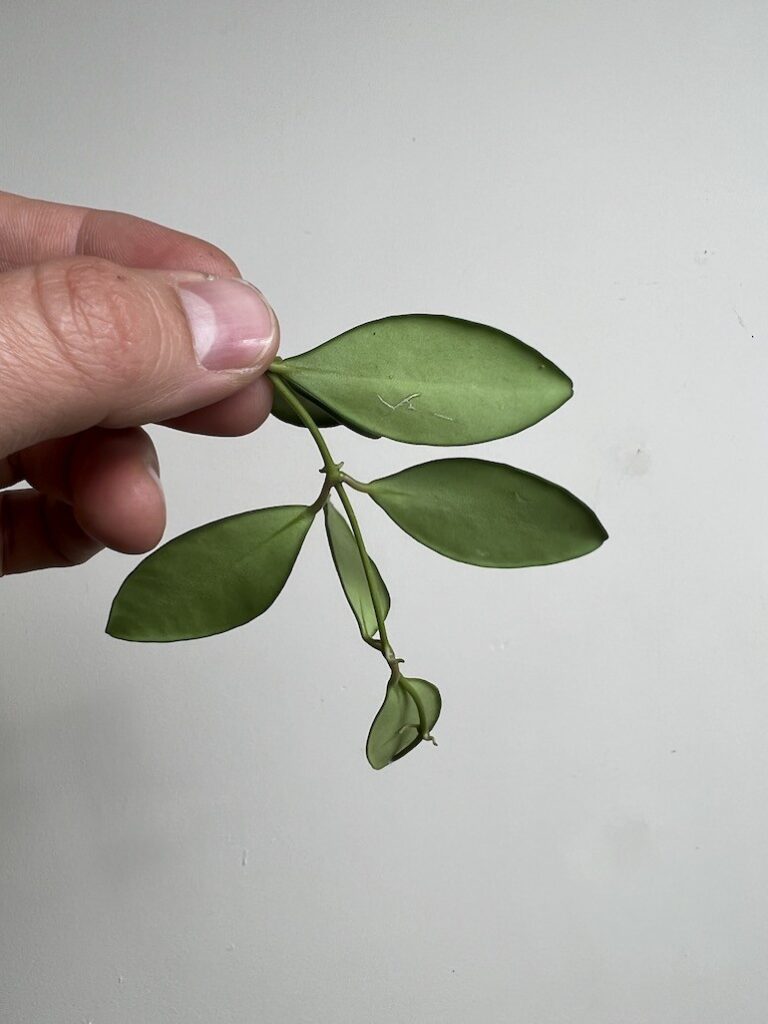 HOYA BURTONIAE |Sadzonka Rośliny