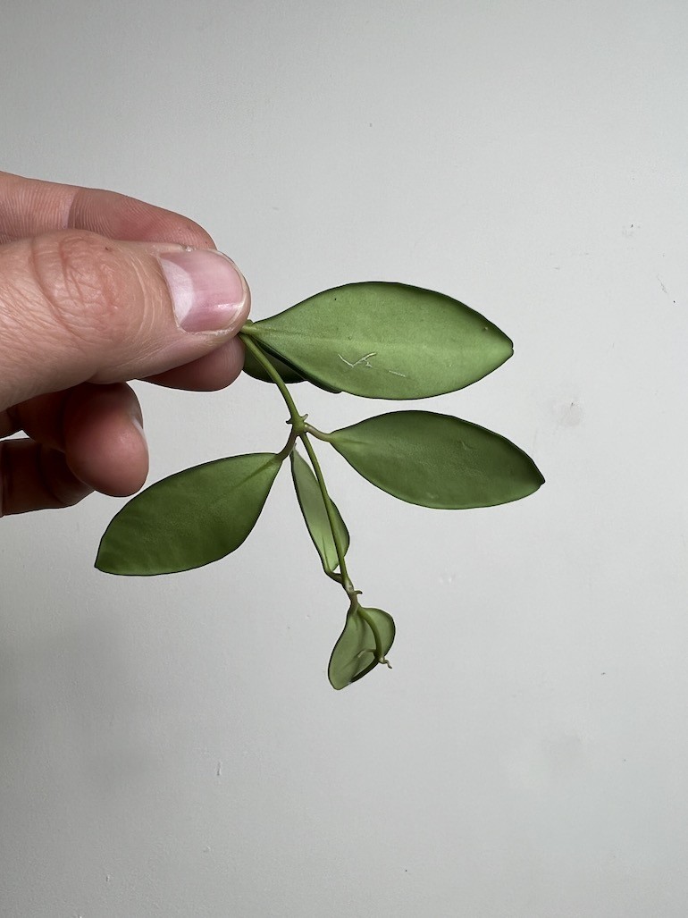 Hoya Burtoniae | Sadzonka Cięta