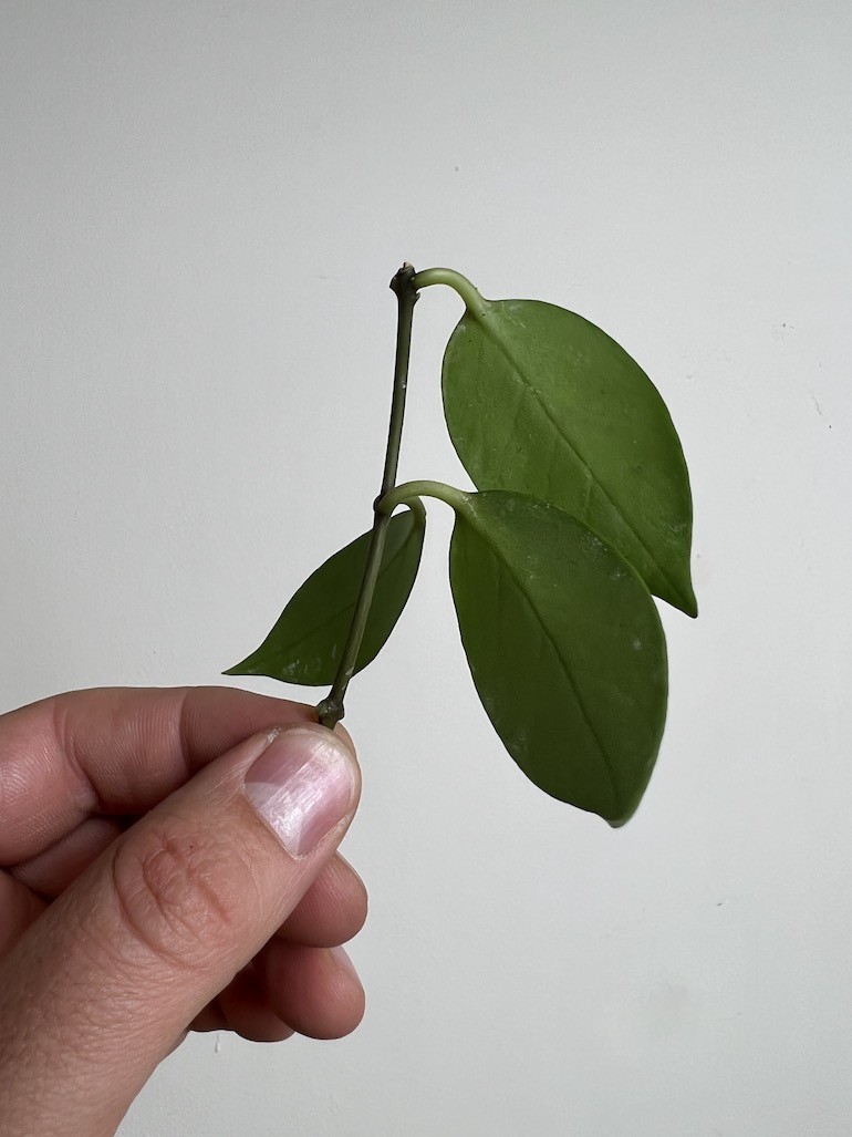 Hoya Burtoniae | Sadzonka Cięta