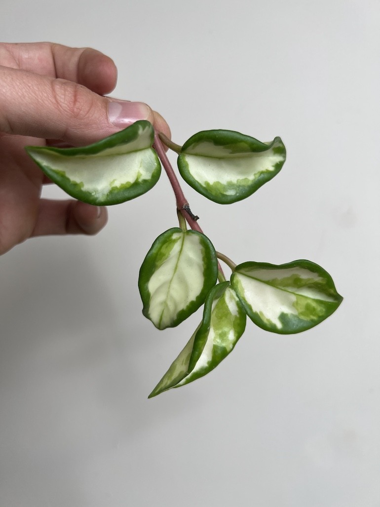 Hoya Carnosa Tricolor | Sadzonka cięta