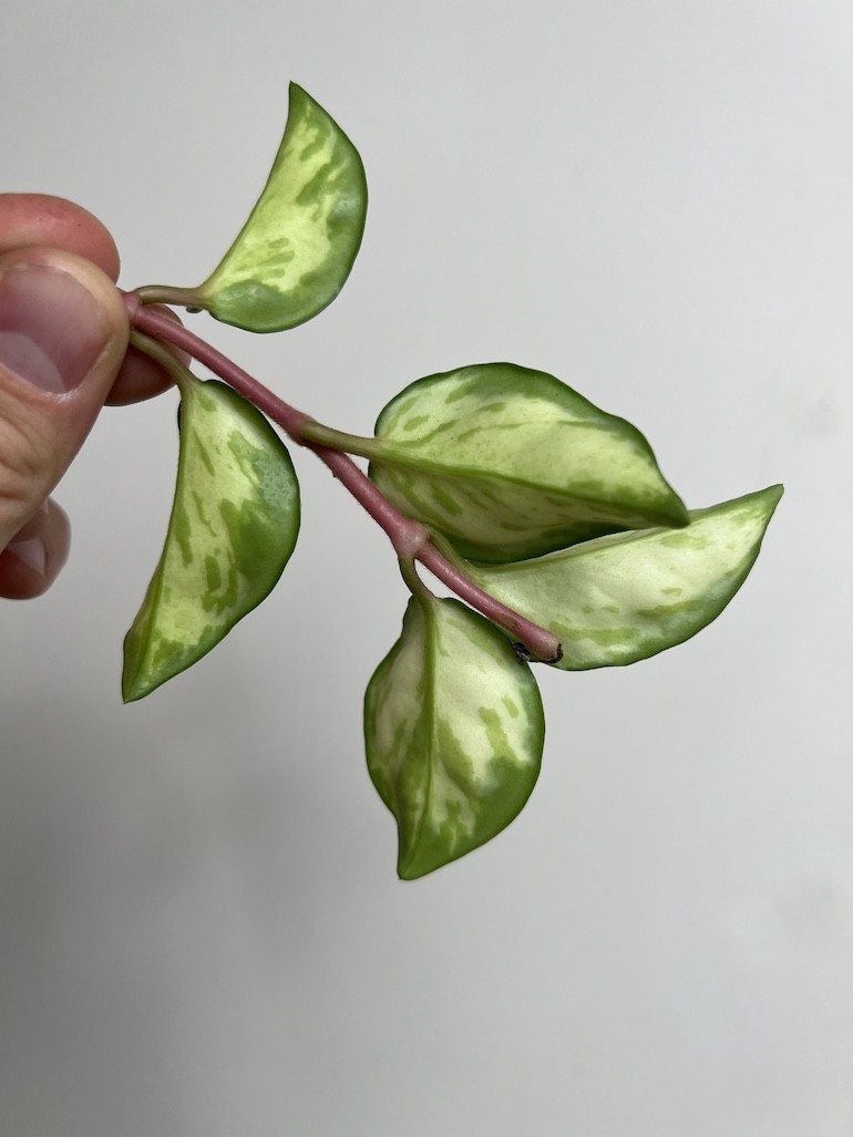 Hoya Carnosa Tricolor | Sadzonka cięta