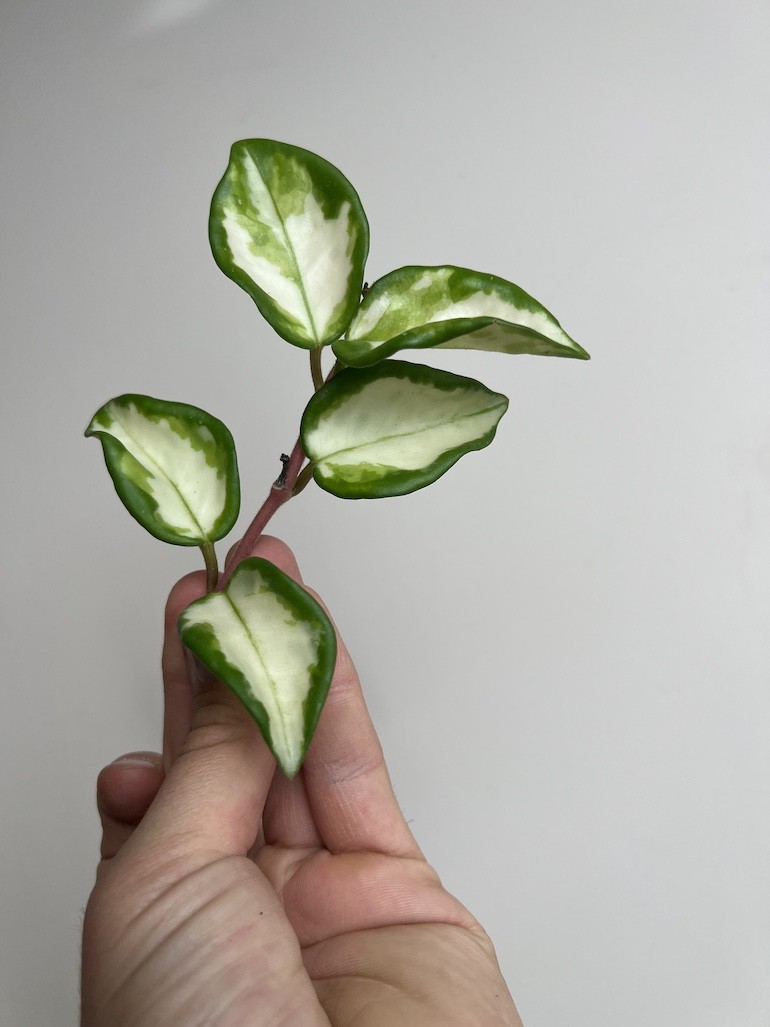 Hoya Carnosa Tricolor | Sadzonka cięta