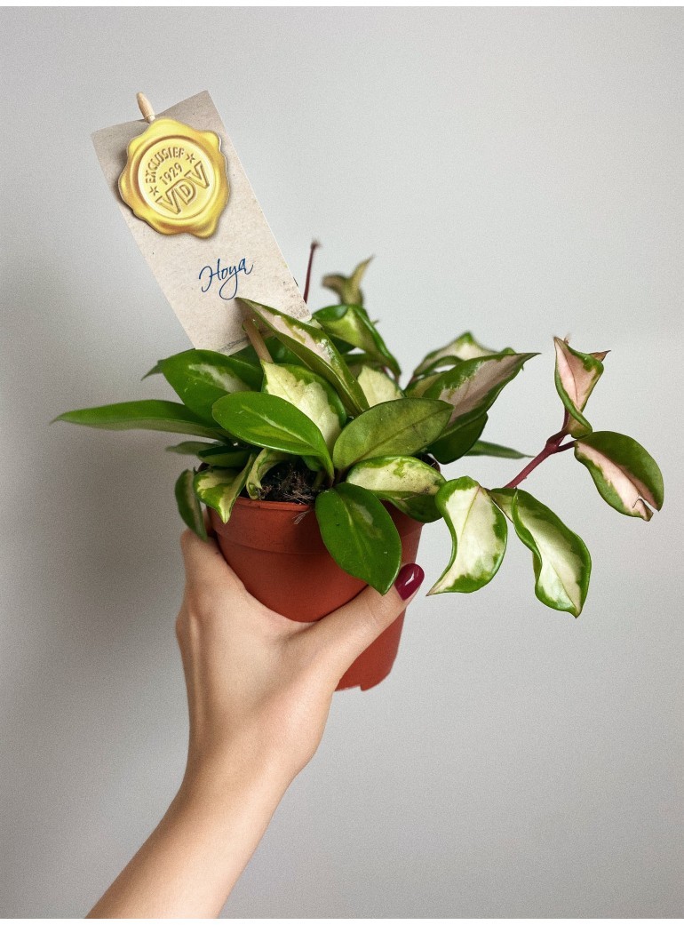 Hoya Carnosa Tricolor | Sadzonka cięta