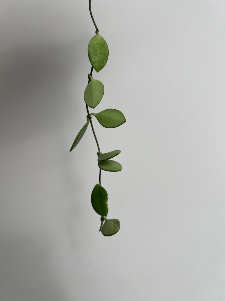 Hoya Pubera |Sadzonka Rośliny