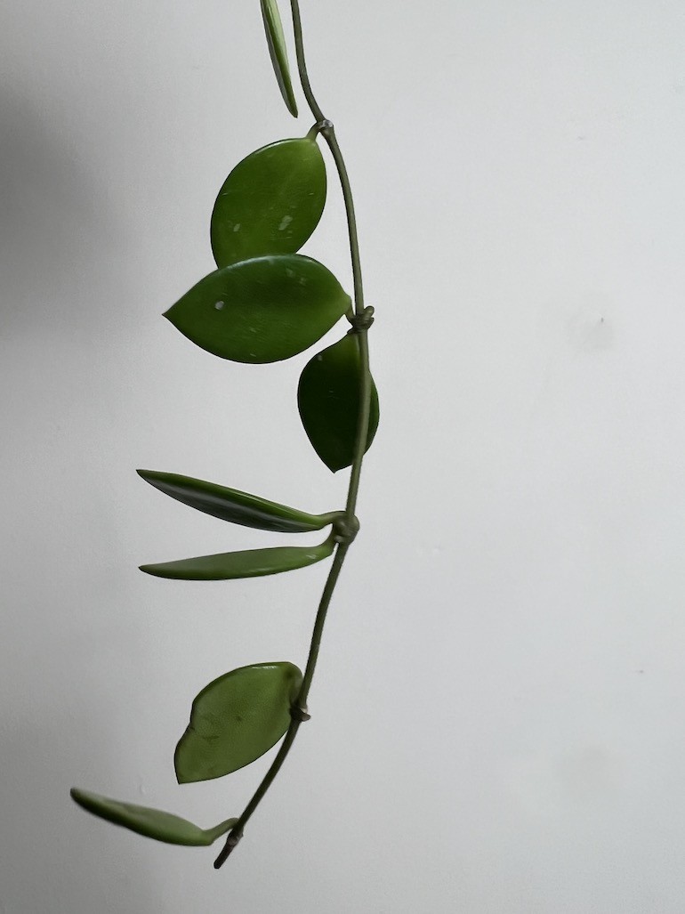 Hoya Pubera |Sadzonka Rośliny