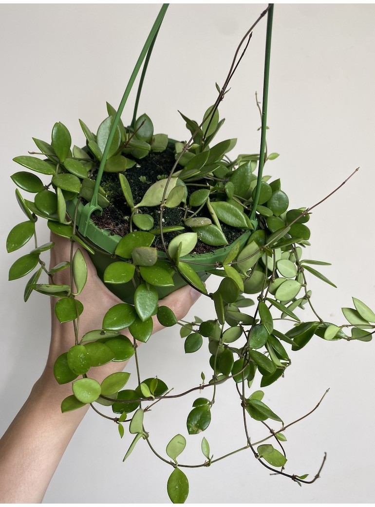 Hoya Pubera |Sadzonka Rośliny