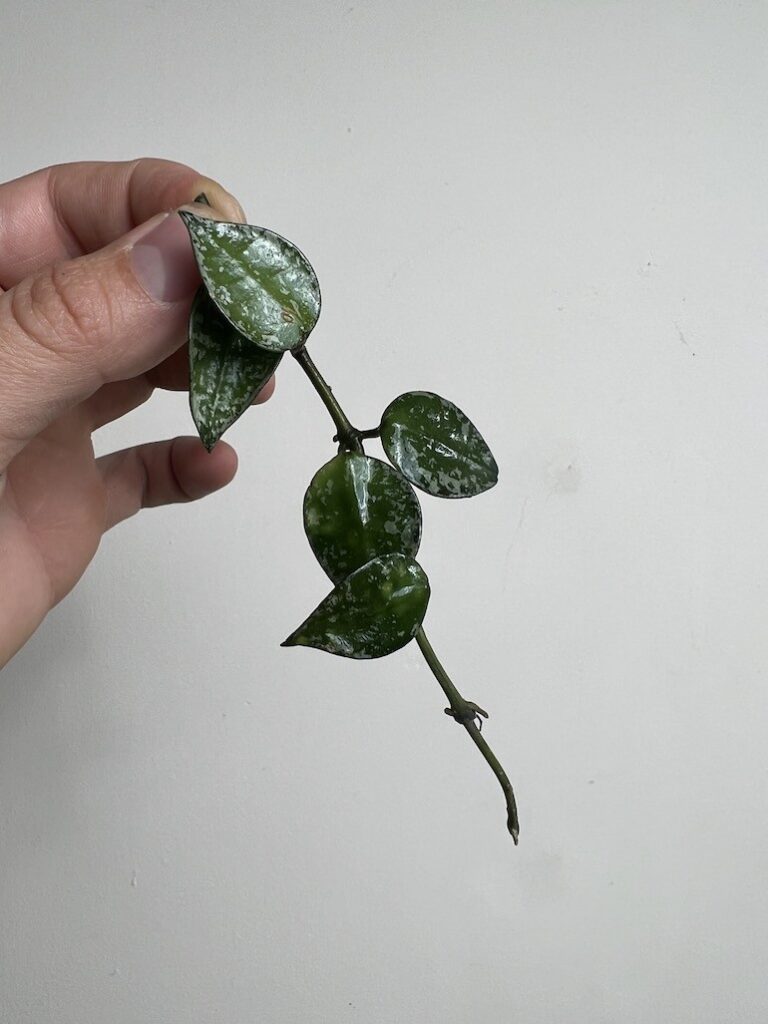 Hoya Krohniana Splash|Sadzonka Rośliny