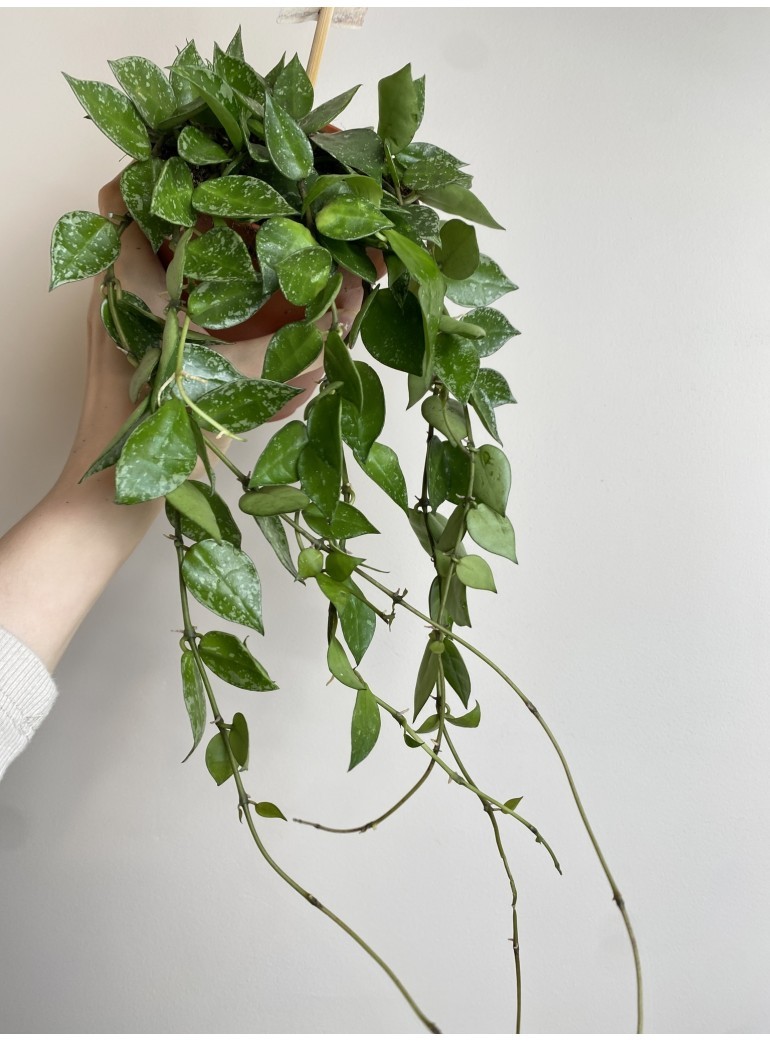 Hoya Krohniana Splash | Sadzonka cięta
