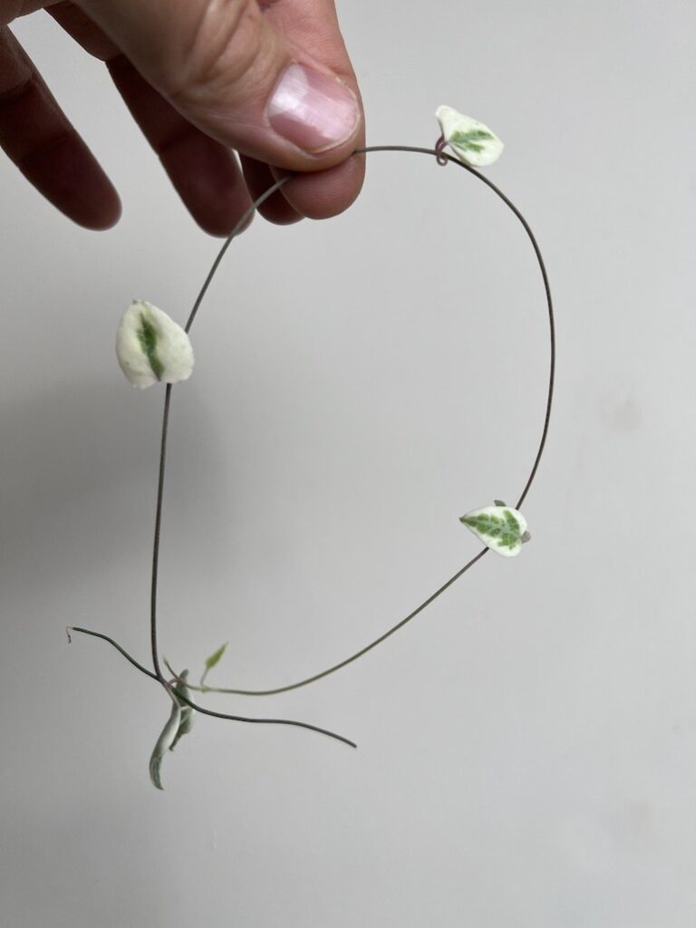 Ceropegia Merel 5 szt|Sadzonka Rośliny