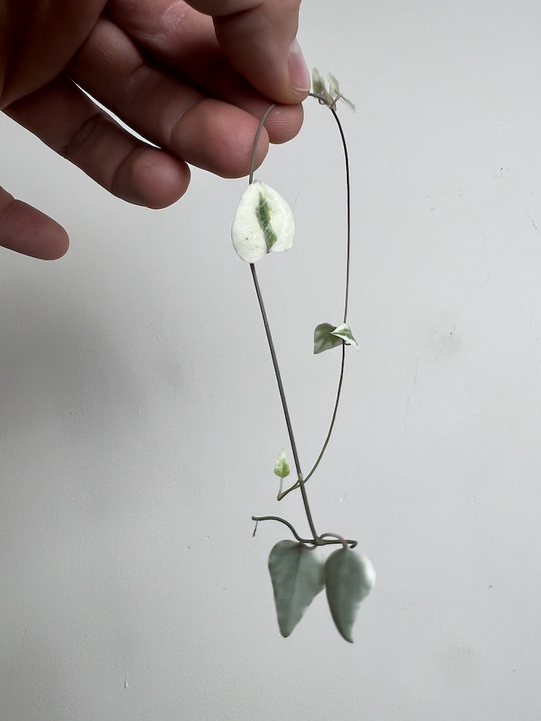 Ceropegia Merel 5 szt|Sadzonka Rośliny