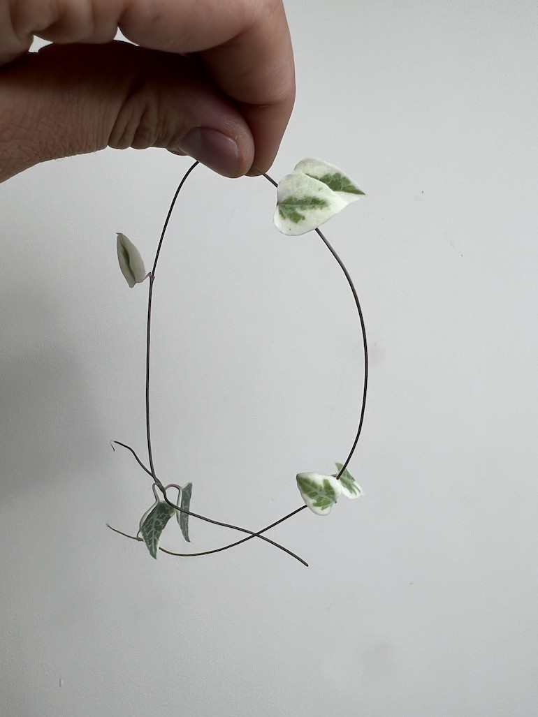 Ceropegia Merel 5 szt|Sadzonka Rośliny