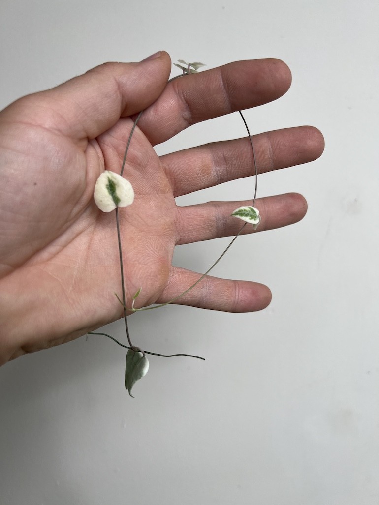 Ceropegia Merel 5 szt|Sadzonka Rośliny