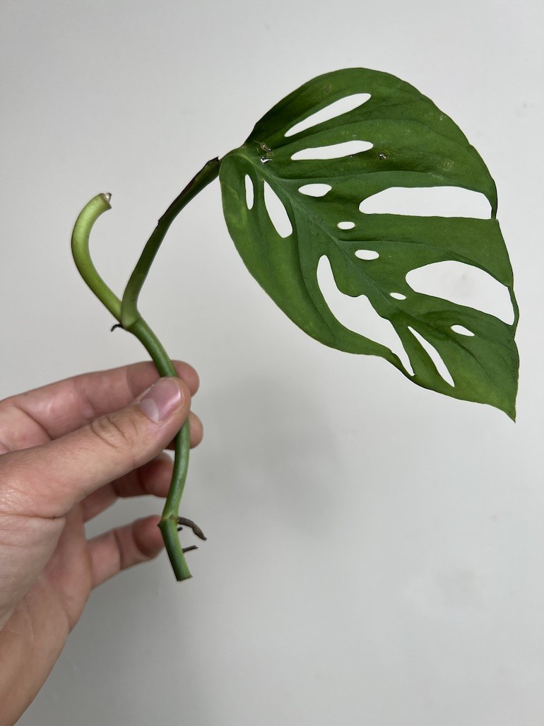 Monstera Adansoni | Sadzonka Cięta