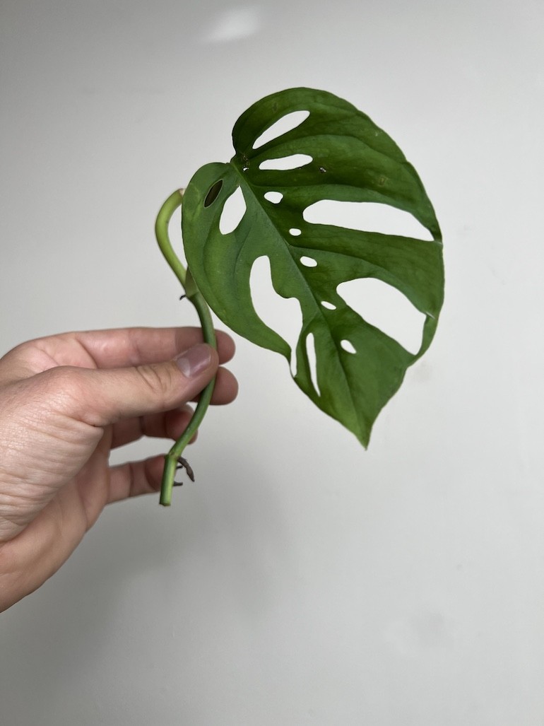 Monstera Adansoni | Sadzonka Cięta