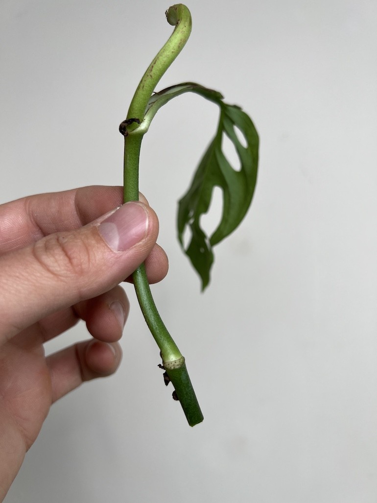 Monstera Adansoni | Sadzonka Cięta