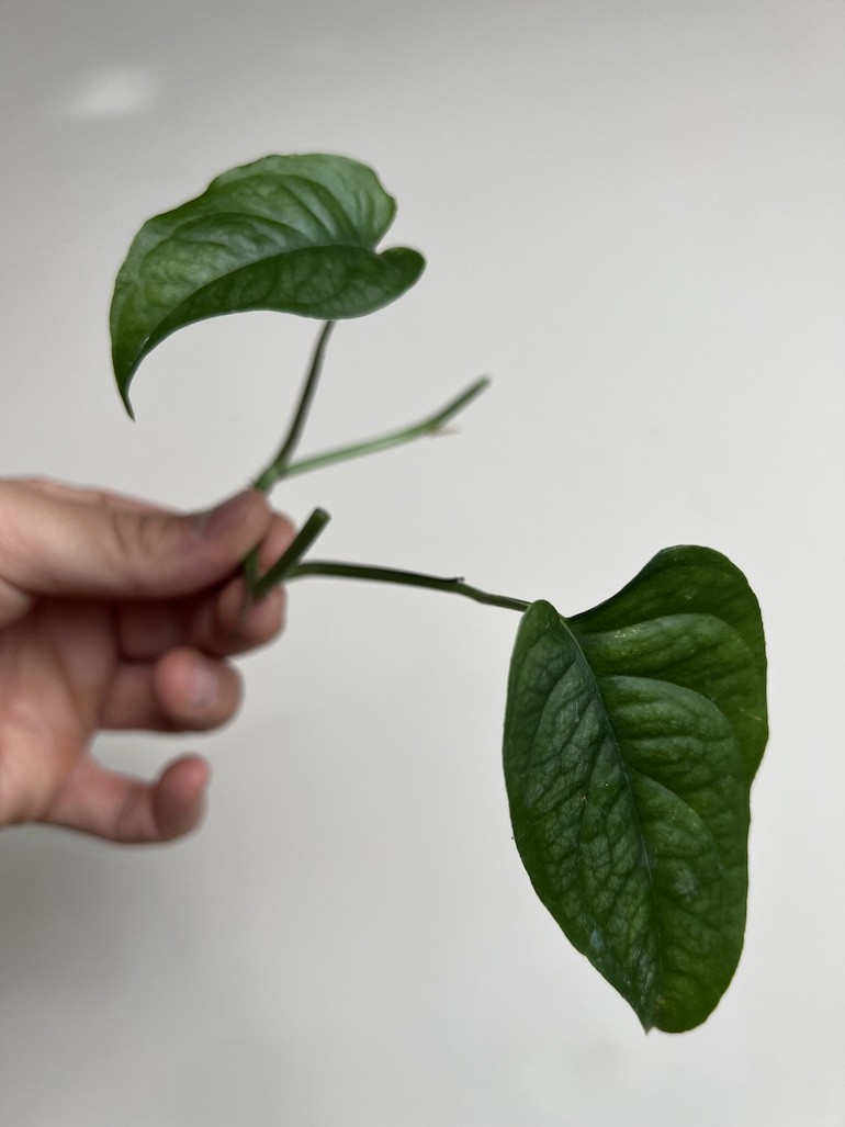 Monstera siltepecana | Sadzonka Rośliny