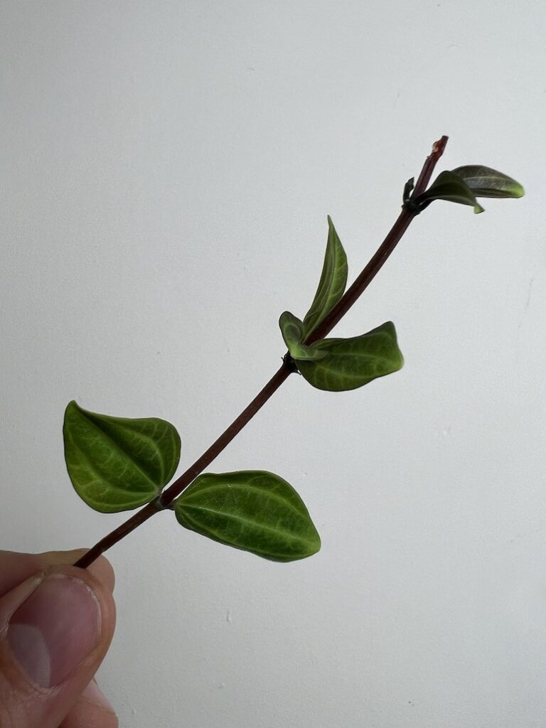 Peperomia Rocca Scuro|Sadzonka Rośliny