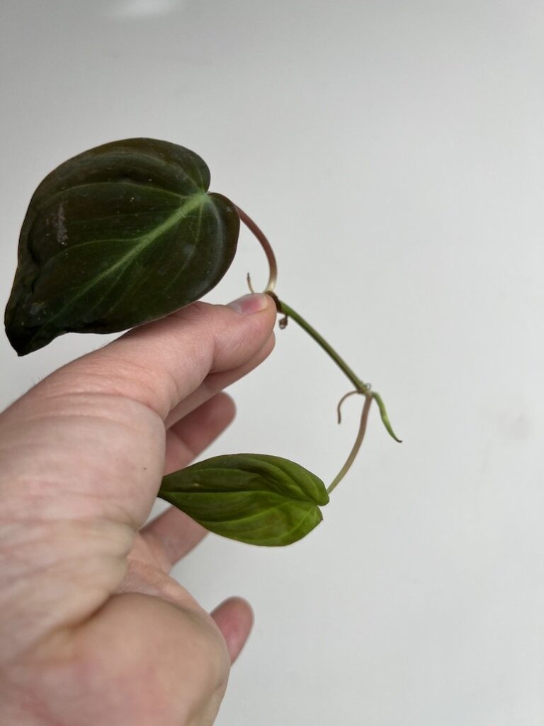 Philodendron scandens micans|Sadzonka Rośliny
