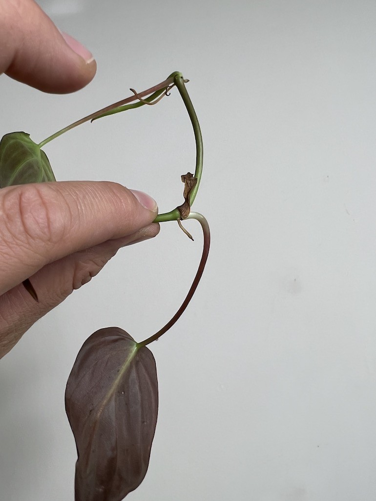 Philodendron scandens micans | Sadzonka Cięta
