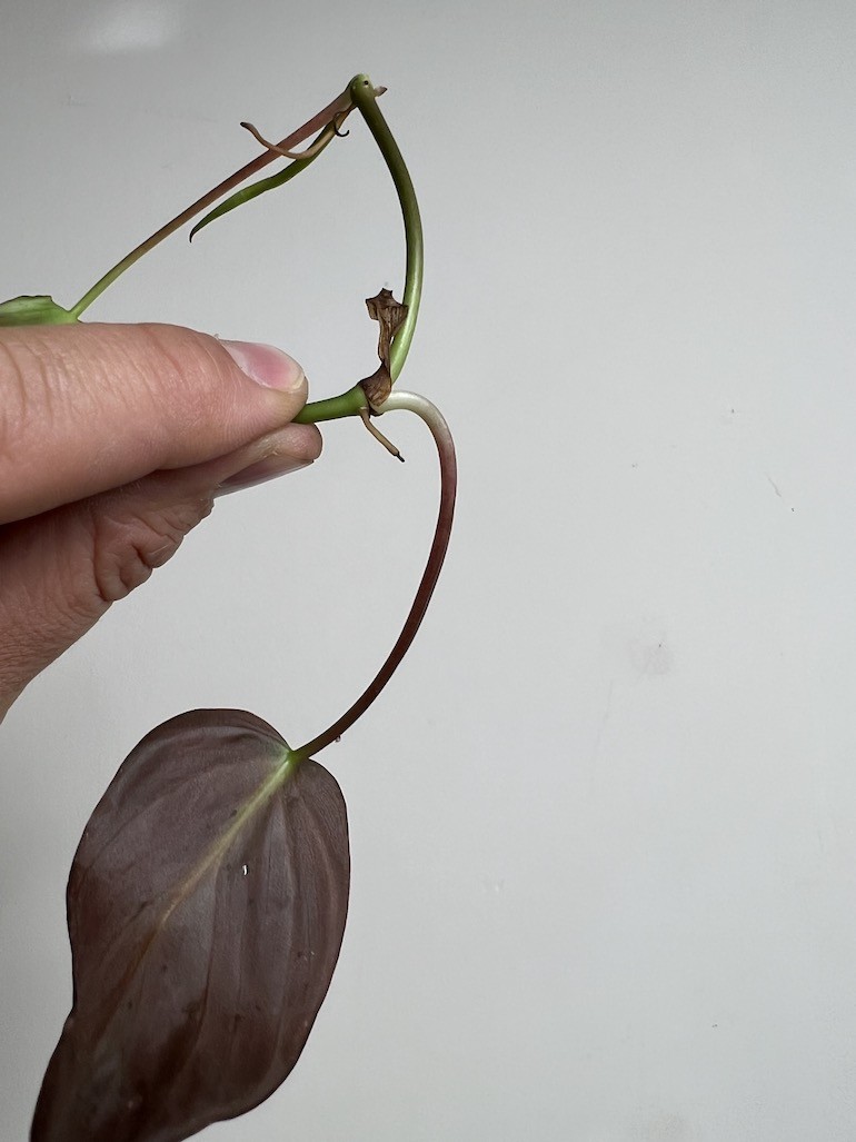 Philodendron scandens micans | Sadzonka Cięta