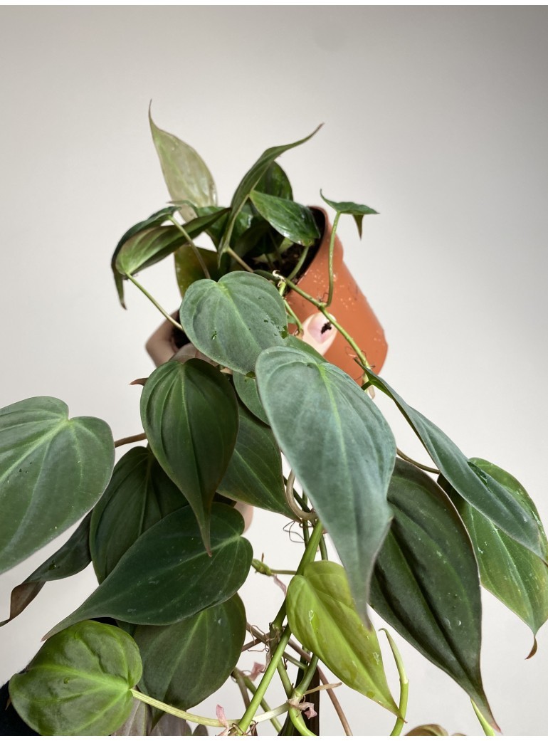 Philodendron scandens micans | Sadzonka Cięta