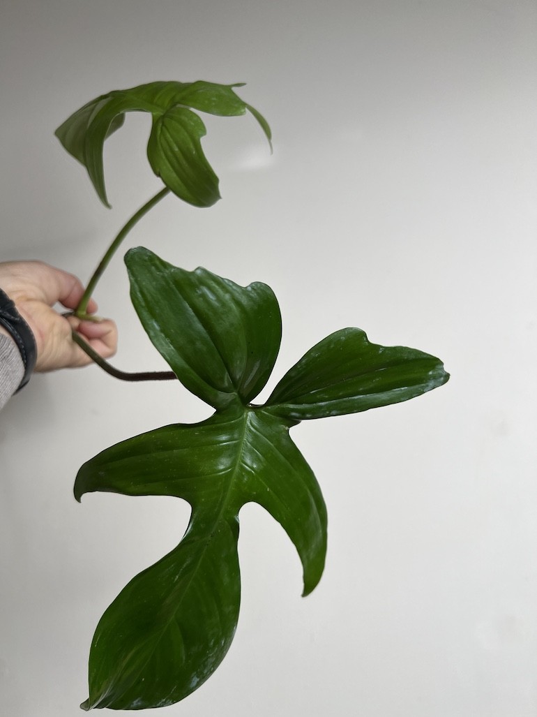 Philodendron Florida Green | Sadzonka Cięta