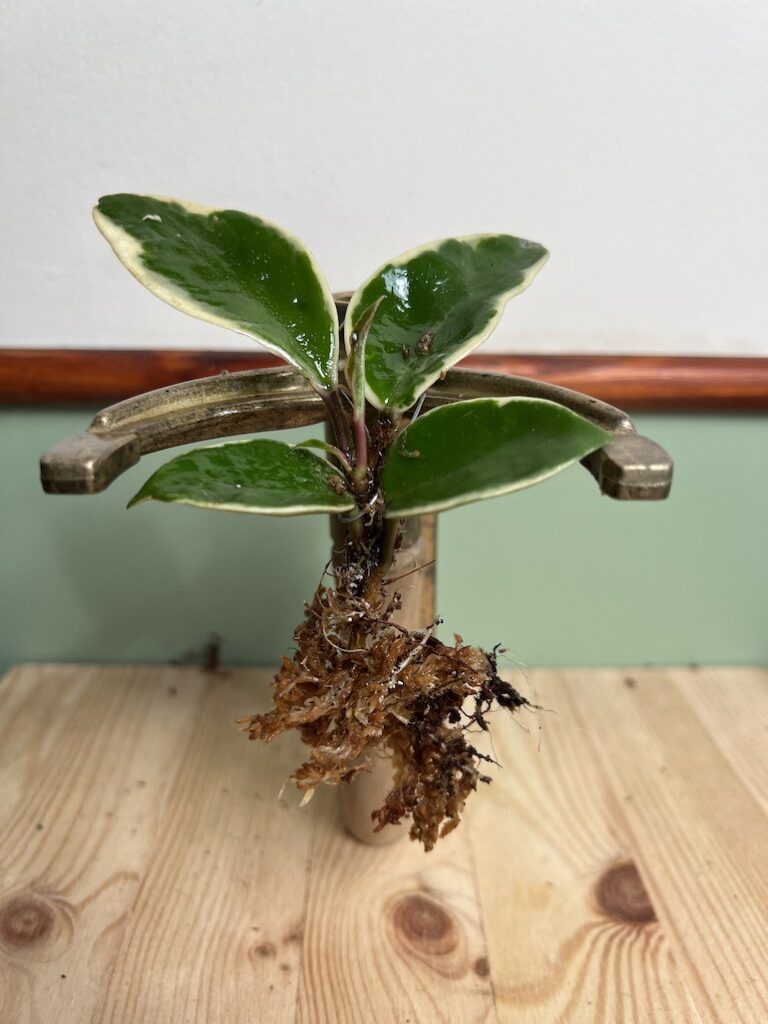 Hoya Albomarginata|Sadzonka Rośliny
