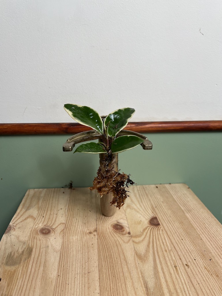 Hoya Albomarginata|Sadzonka Rośliny