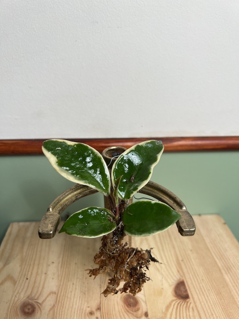 Hoya Albomarginata|Sadzonka Rośliny