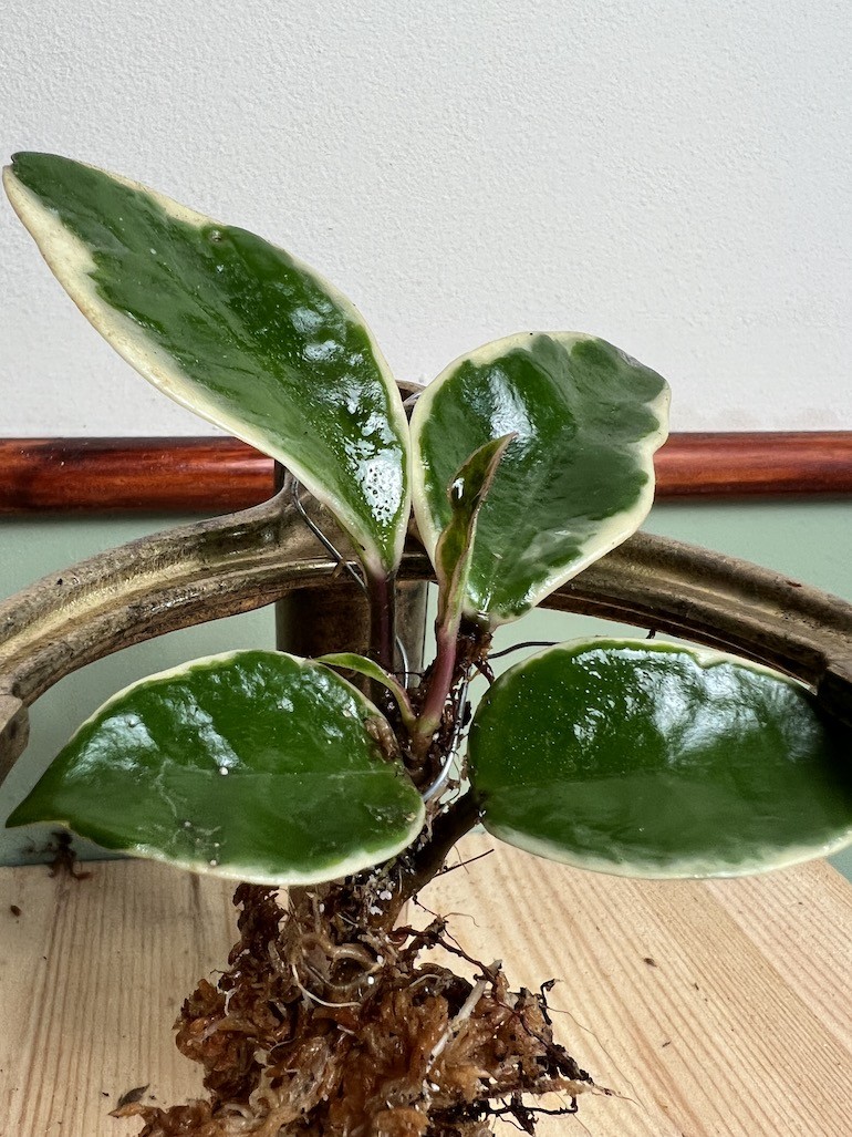 Hoya Albomarginata|Sadzonka Rośliny