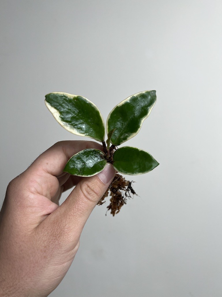Hoya Albomarginata|Sadzonka Rośliny