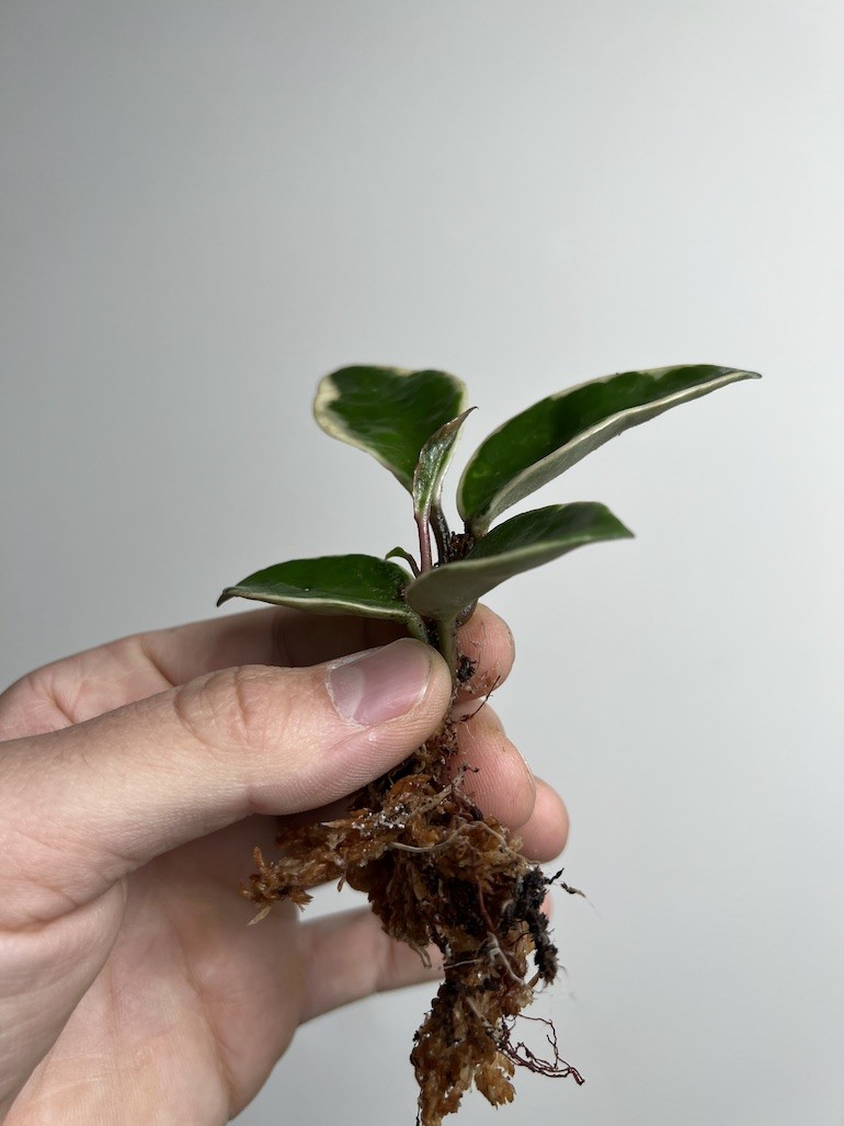 Hoya Albomarginata|Sadzonka Rośliny