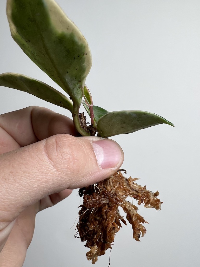 Hoya Albomarginata|Sadzonka Rośliny