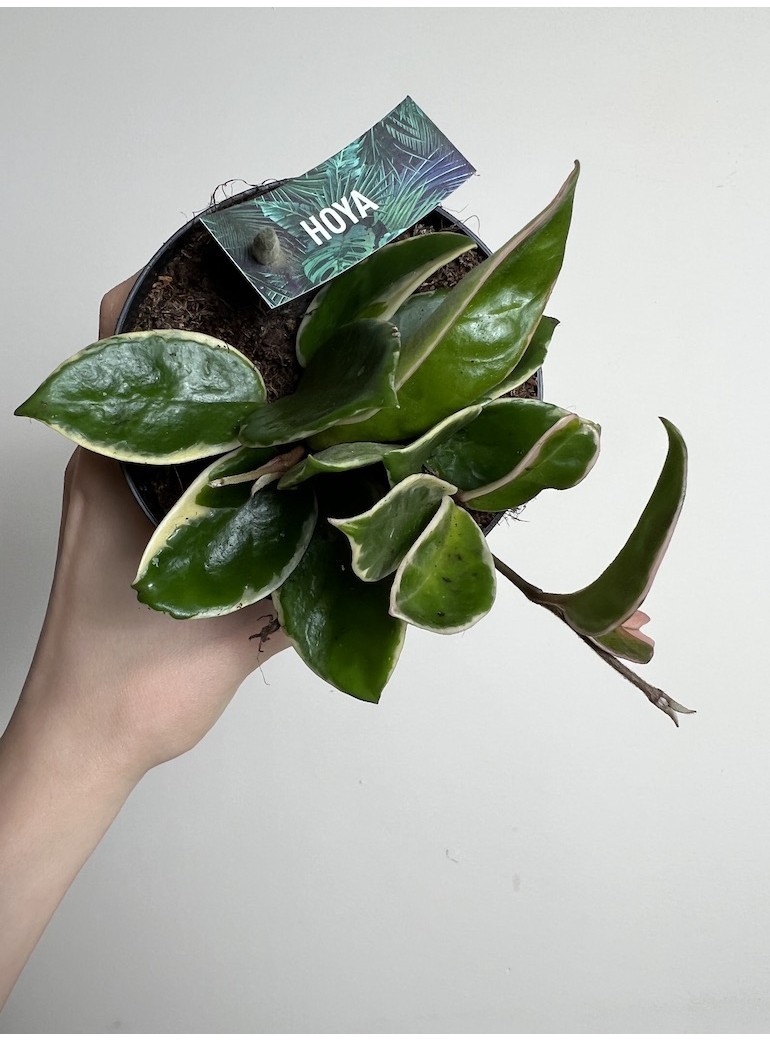 Hoya Albomarginata|Sadzonka Rośliny
