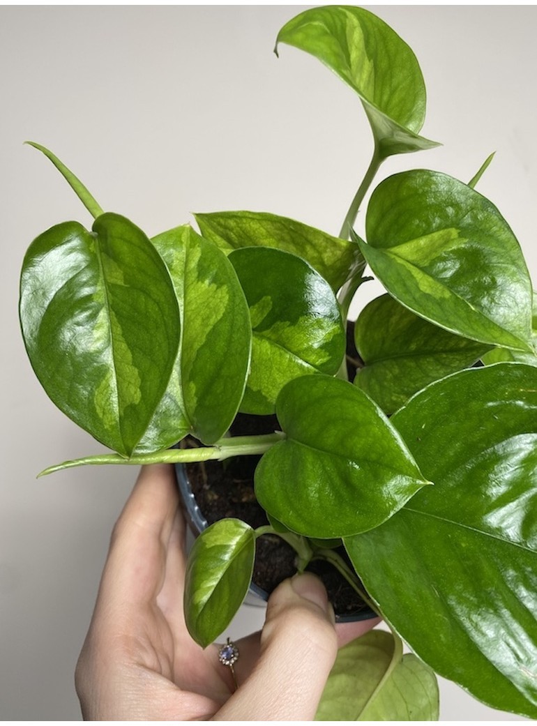Epipremnum Global Green | Sadzonka cięta