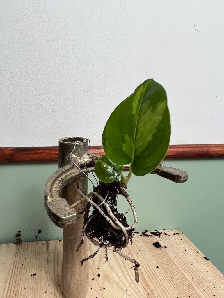 Epipremnum Global Green | Sadzonka cięta