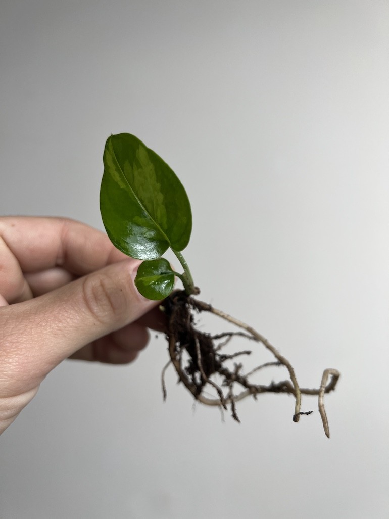 Epipremnum Global Green | Sadzonka cięta