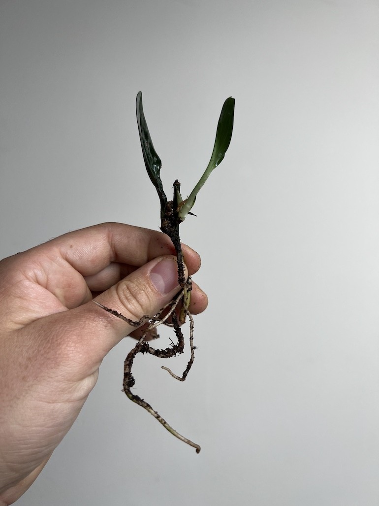 Scindapsus Treubii Dark Form|Sadzonka Rośliny