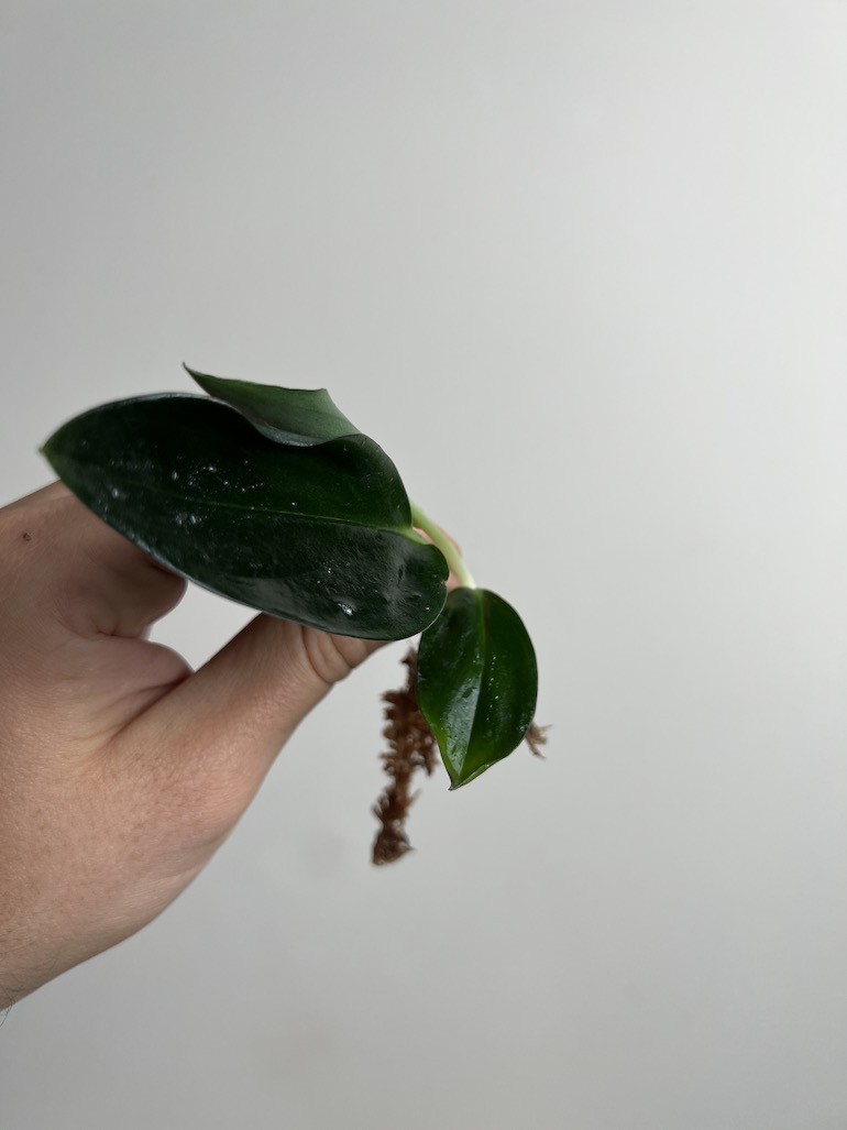 Scindapsus Treubii Dark Form|Sadzonka Rośliny