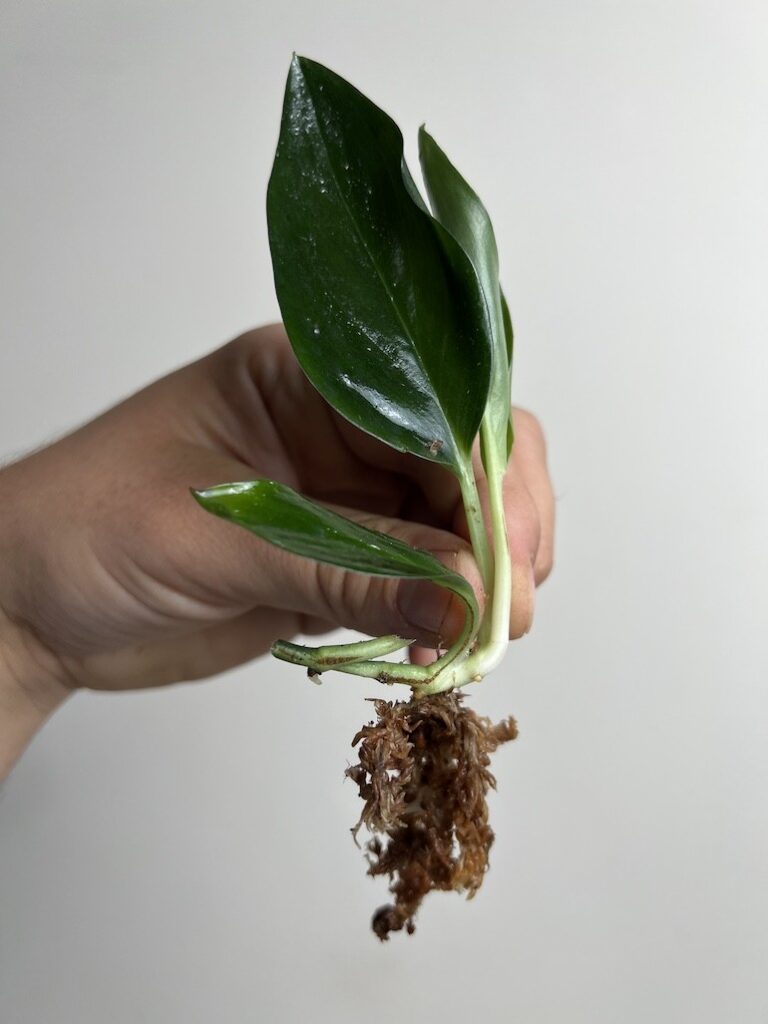 Scindapsus Treubii Dark Form|Sadzonka Rośliny
