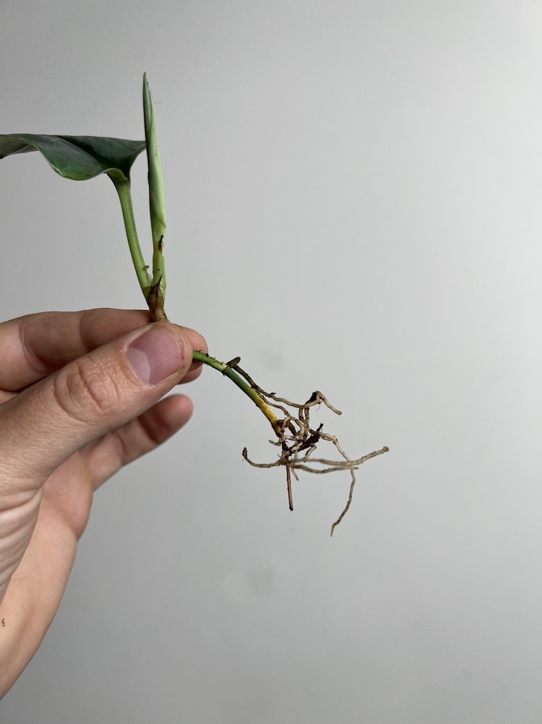 Scindapsus Moonlight |Sadzonka Cięta