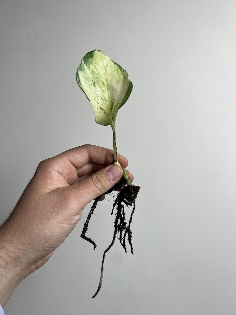 Epipremnum Happy Leaf | Sadzonka cięta