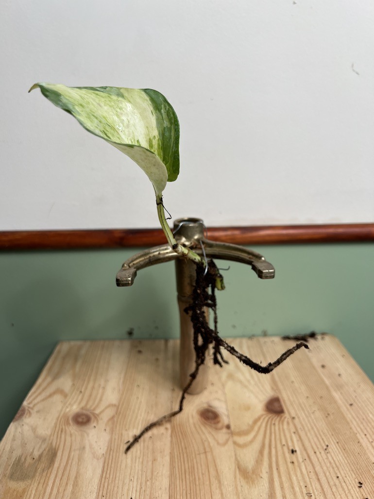 Epipremnum Happy Leaf | Sadzonka cięta