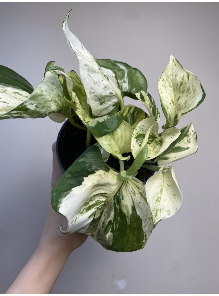 Epipremnum Happy Leaf | Sadzonka cięta