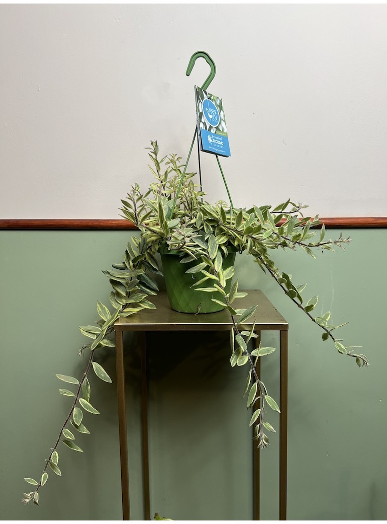 Aeschynanthus Bolero Bicolore | Sadzonka Rośliny