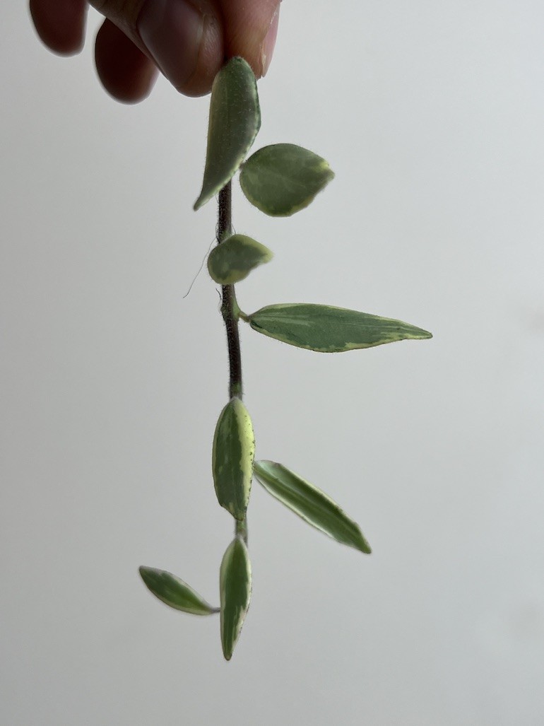 Aeschynanthus Bolero Bicolore | Sadzonka Rośliny