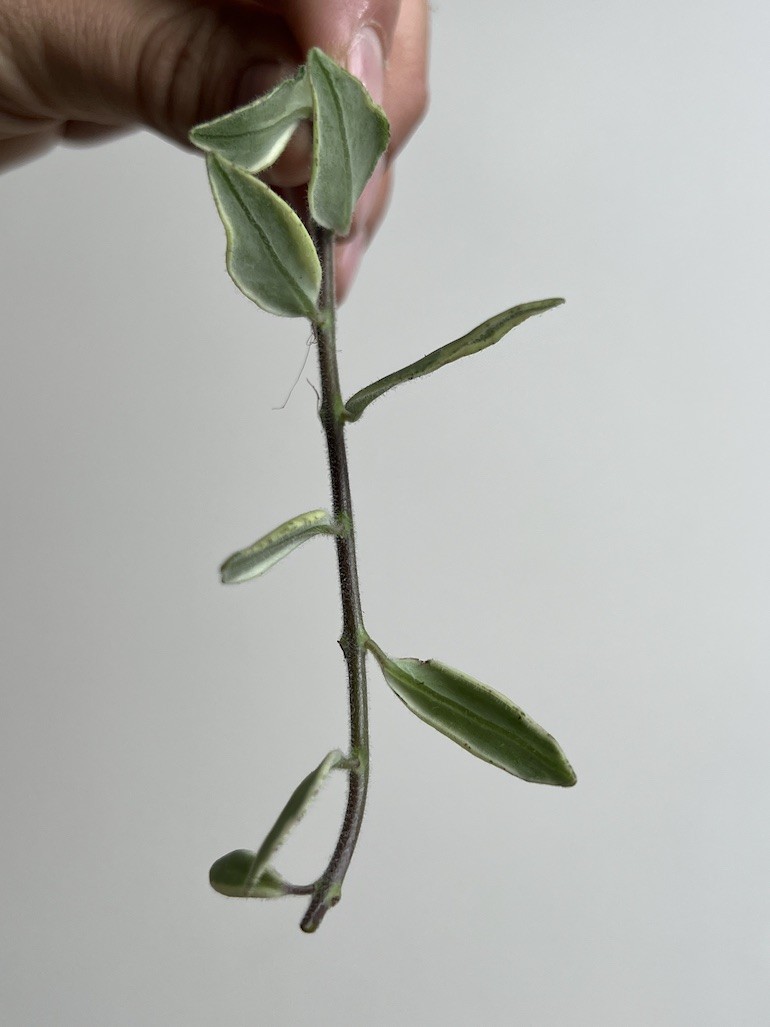 Aeschynanthus Bolero Bicolore | Sadzonka Rośliny