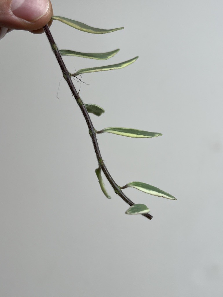 Aeschynanthus Bolero Bicolore | Sadzonka Rośliny
