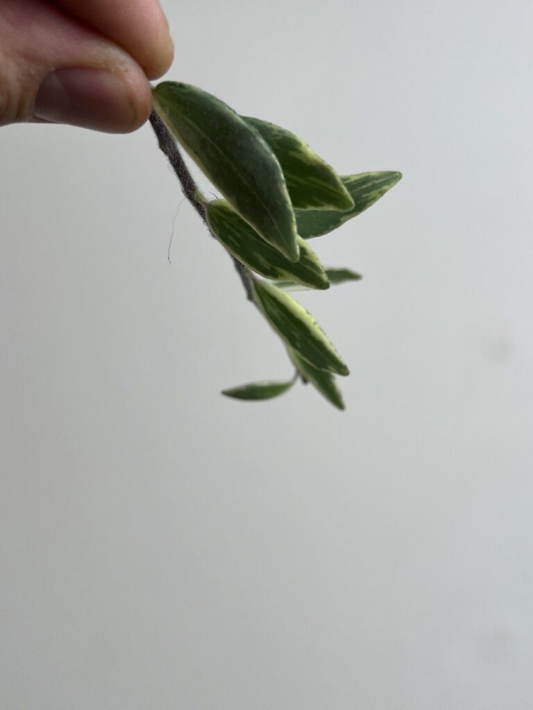 Aeschynanthus Bolero Bicolore|Sadzonka Rośliny